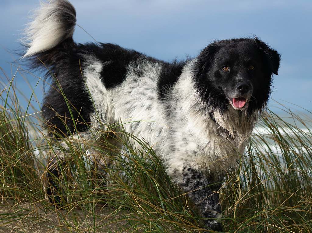 dog on dune