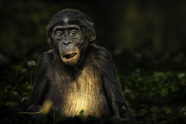 Contemplating Bonobo
