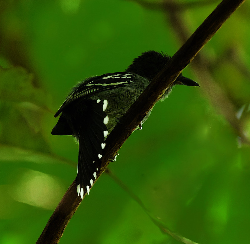 Amazonian Antshrike_Thamnophilus amazonicus. _Ascanio_Guyana_DZ3A2841