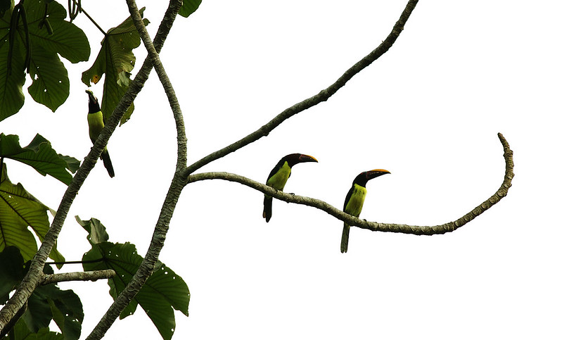 Green Aracari_Pteroglossus viridis_Ascanio_Guyana_DZ3A1471