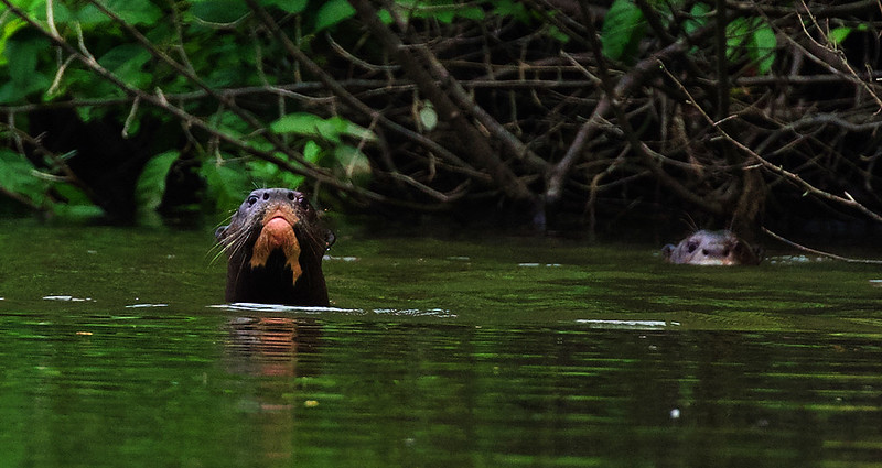 * Giant River Otter_Pteronura brasiliensis_Ascanio_Guyana_DZ3A1451