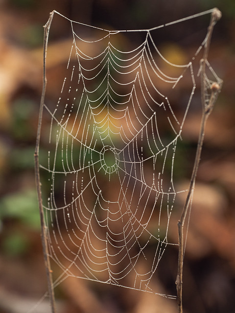 A wet web