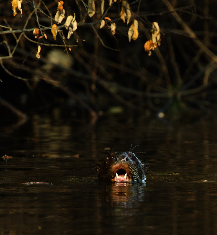*Giant Tiver Otter_Pteronura brasiliensis_Ascanio_Guyana_DZ3A2749