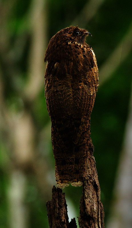 Long-tailed Potoo_Nyctibius aethereus_Ascanio_Guyana_DZ3A1725