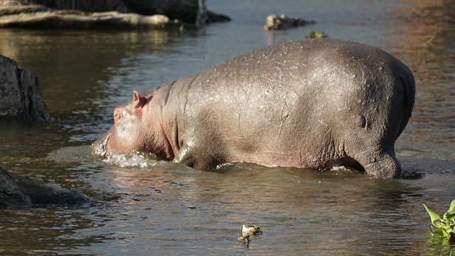 Hippo entering water - Lake Naivasha - Kenya