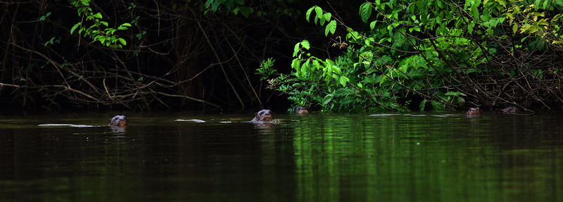 * Giant River Otter_Pteronura brasiliensis_Ascanio_Guyana_DZ3A1445