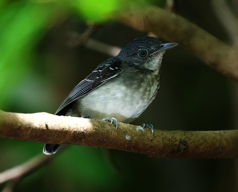 Black-chinned Antbird_Hypocnemoides melanopogon_Ascanio_Guyana_DZ3A1500