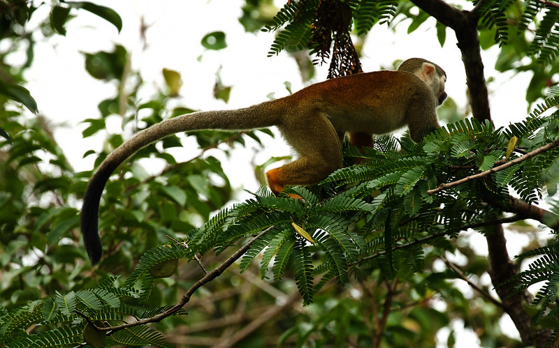 *Common Squirrel Monkey_Simiri sciureus_Ascanio_Guyana_DZ3A3003