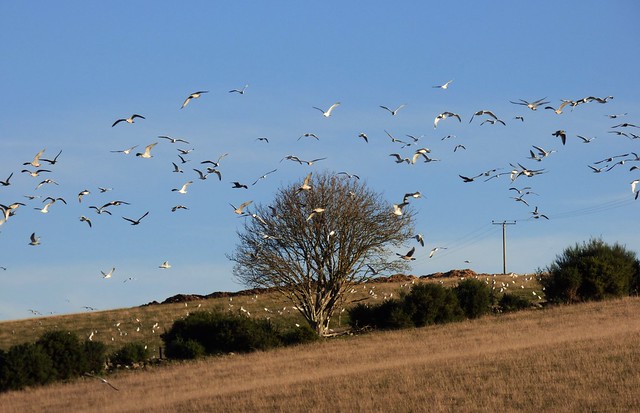 Country Gulls ..x