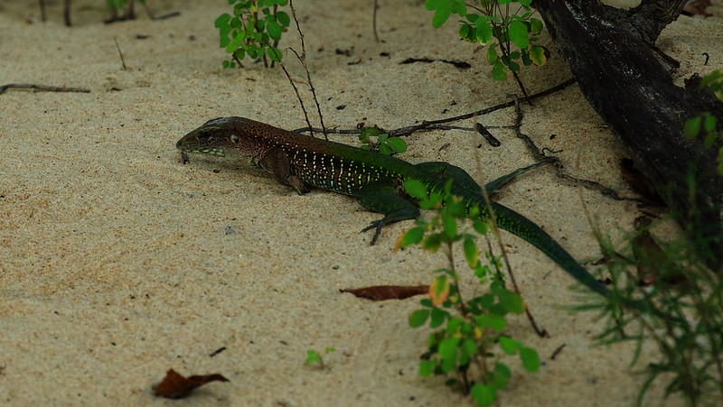 * South American Ground Lizard_Ameiva ameiva_Ascanio_Guyana_DZ3A1379