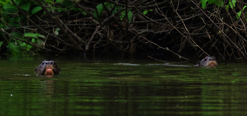 * Giant River Otter_Pteronura brasiliensis_Ascanio_Guyana_DZ3A1454