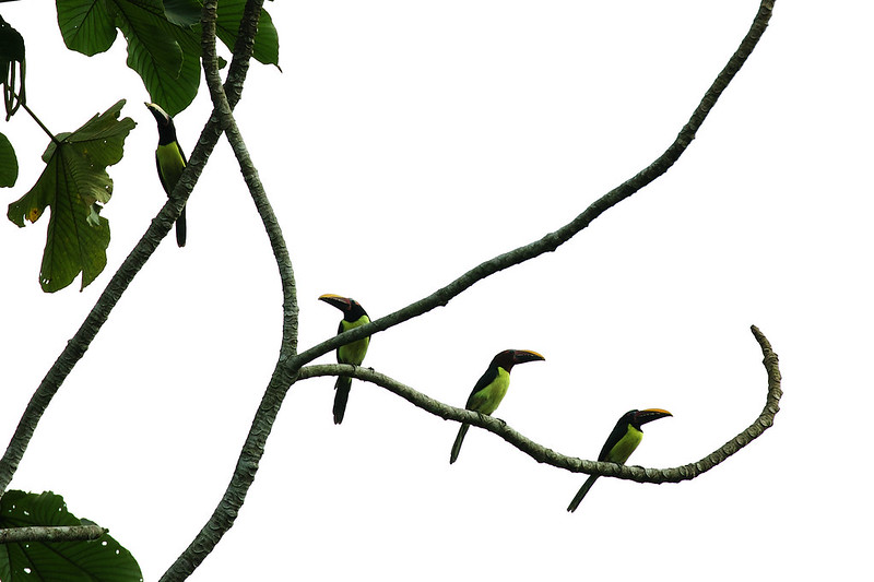 Green Aracari_Pteroglossus viridis_Ascanio_Guyana_DZ3A1475