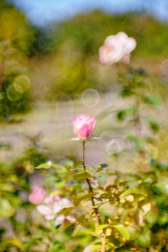 DSC07068_DxO