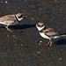Flickr photo 'Passing Semipalmated Plovers' by: Phil's 1stPix.