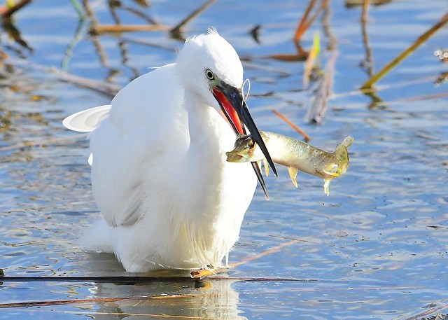 Little Egret with Jack Pike