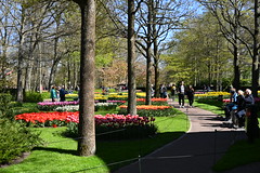 Flowers in Keukenhof Gardens, the Netherlands