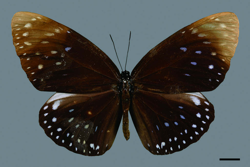 中国雲南　蝶の標本写真集　