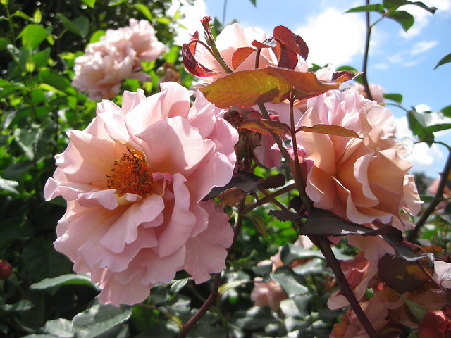 A Cluster of Julia's Rose Blooms - Preston