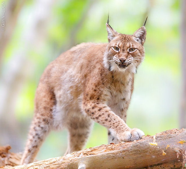 Lynx 😻 オオヤマネコ