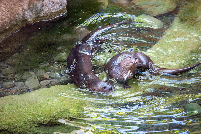 Otters Playing