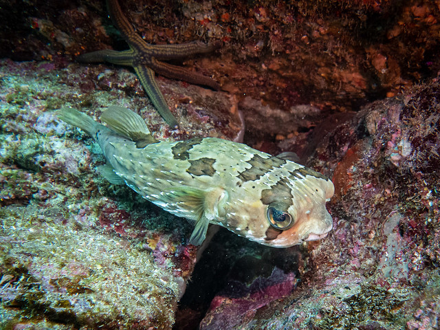Long Spined Porcupinefish