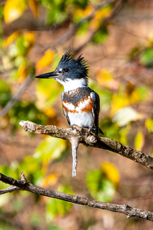 belted-kingfisher-3139