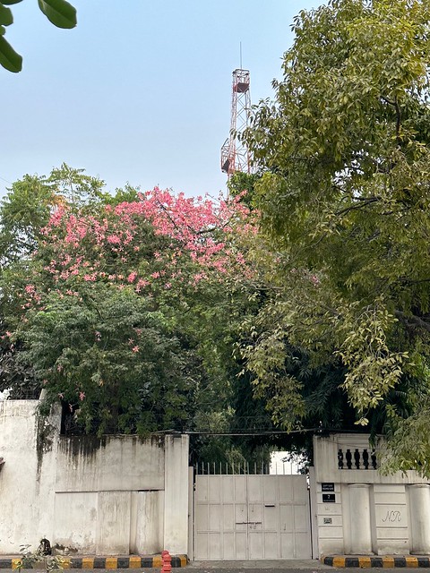 City Nature - Floss-Silk Trees in Blossom, Kamani Auditorium & Elsewhere