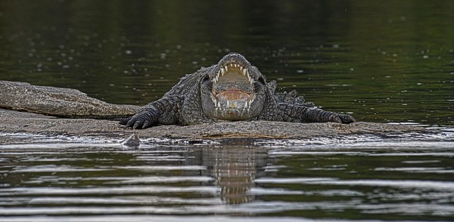 Karnataka Crocodile...what a terrible big mouth you have... DSC_4163