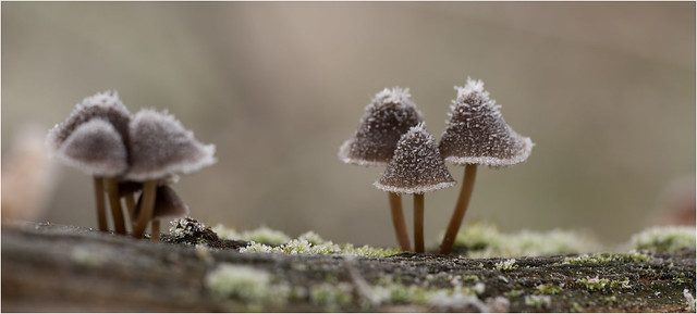 Mushrooms in the Frost