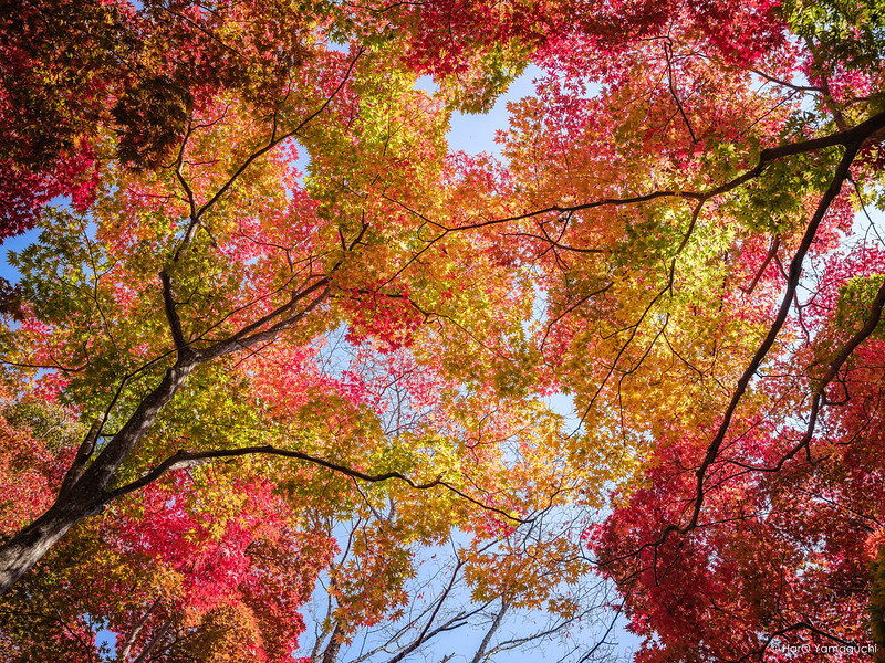 Autumn Colors in Japan