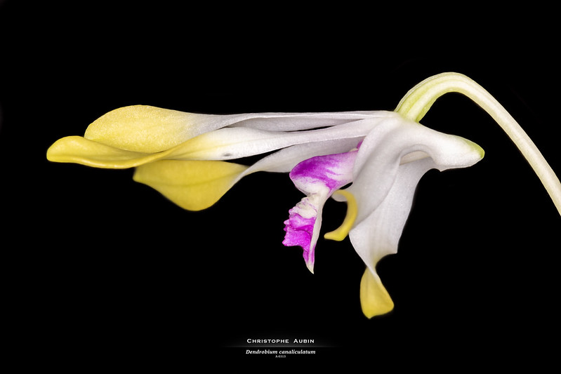 Dendrobium canaliculatum (R. Brown 1810) 52488333272_67924a7234_c