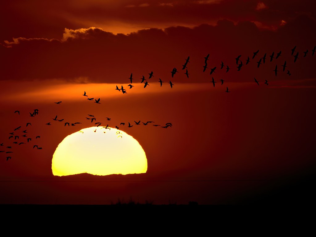 Ibis Sunset