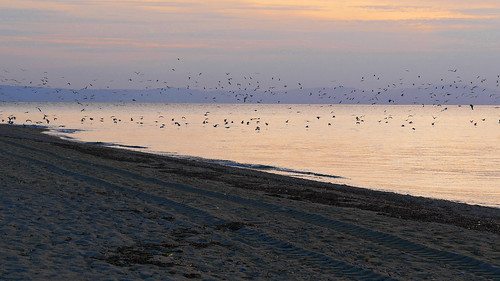 chalkidiki greece afterglow sunset birds sea beach