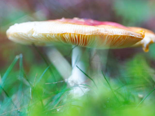 Fungi blur