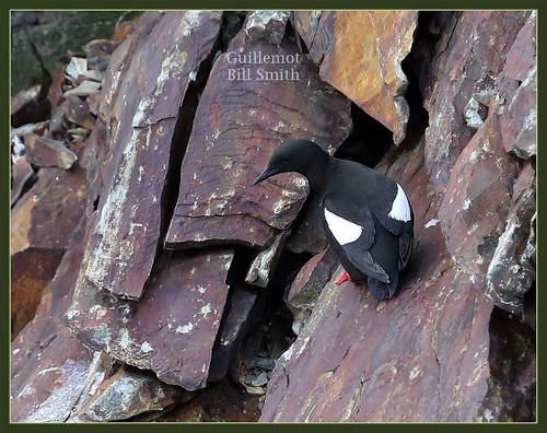 Guillemot 2221 | by Billpo1029