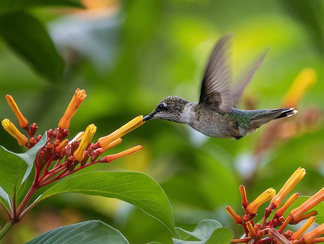 Juvenile Ruby Throated Hummingbird in flight nectaring on Firebush Flowers at Green Cay Nature Preserve.