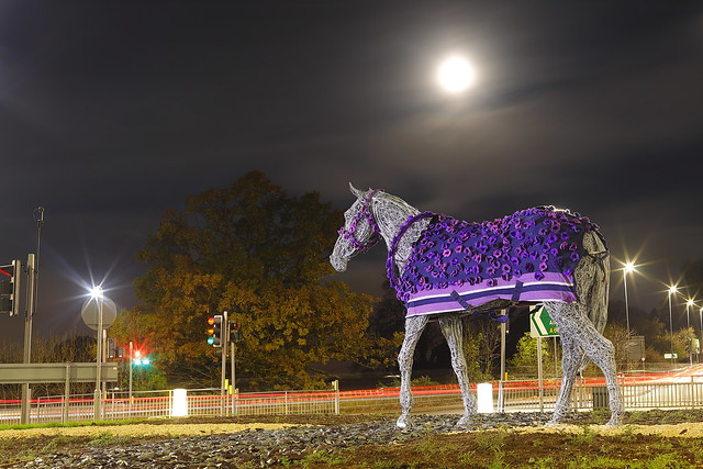 Horsforth Horse With Purple Poppy Coat