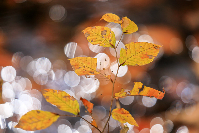 autumn leaves of glitter bokeh