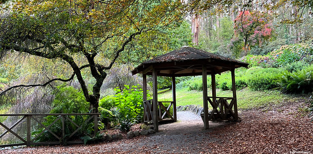 Autumn Colour - Mount Dandenong Botanic Gardens, Olinda, Dandenong Ranges, Victoria