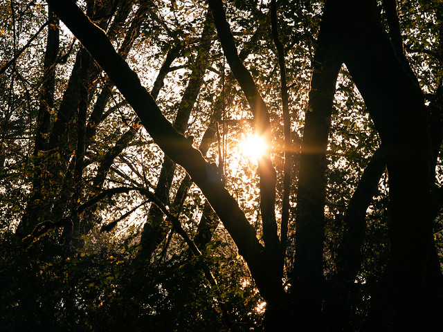 Sunstar Through the Trees on the Edge of the Lake