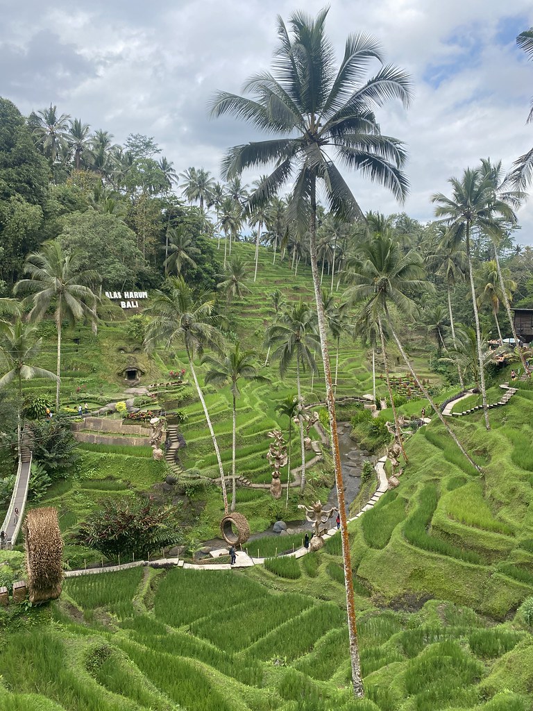 Ubud Rice Patty Rice Paddy Disneyland | Ubud | Claudia Loughran | Flickr