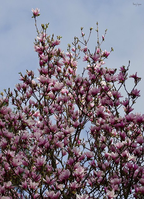Northern Magnolia Tree in full bloom
