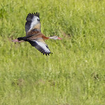 _GTL3857-CR3_DxO_DeepPRIME-Edit Black-bellied Whistling-Duck, flying Edited with Topaz Photo AI