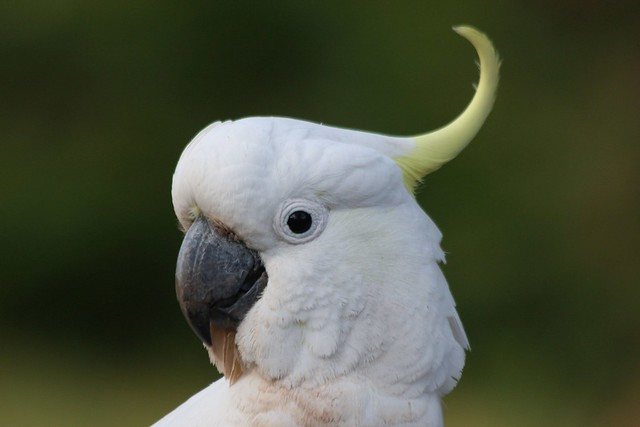 Sulphur-crested cockatoo !