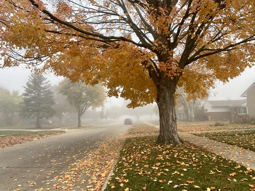 october fall gold leaves trees neighborhood road fog streets outdoors outside landscape cityscape scenery