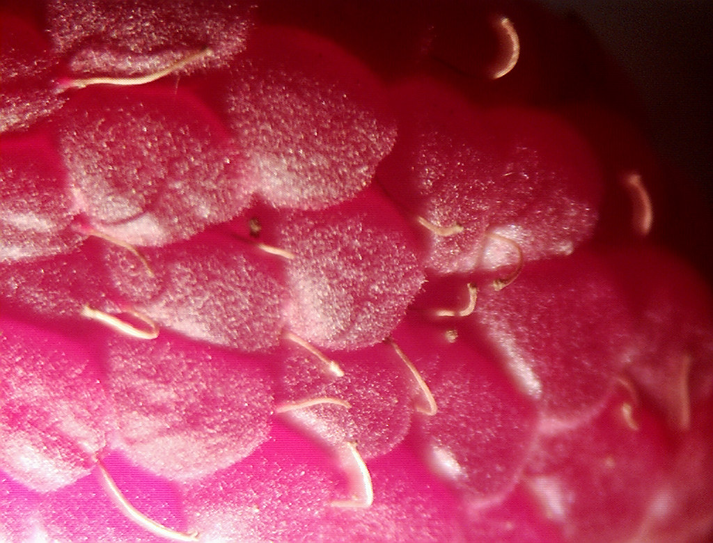 Raspberry Flickr raspberry druplet 3 | Stephanie Harvey | Flickr