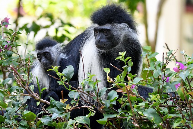 Kenya Safari 2022 - Colobus Monkey's feasting on only the best leaves.