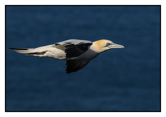 Gannet with a North Sea background - (Morus bassanus) - 2 clicks for LARGE