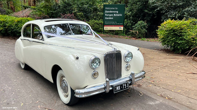 Vintage 1960's Jaguar Wedding Car - Mount Dandenong Botanic Gardens, Olinda, Dandenong Ranges, Victoria