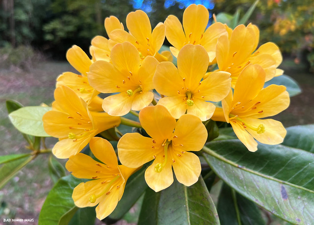 Rhododendron radians X christianae - Mount Dandenong Botanic Gardens, Olinda, Dandenong Ranges, Victoria